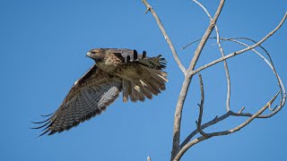 Birds of Truckee Meadows Hawks of Northern Nevada with Alan Gubanich [upl. by Assel]