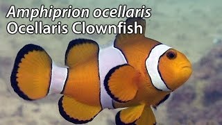 Ocellaris Clownfish Amphiprion ocellaris Stock Footage  PAL DV [upl. by Drolyag794]