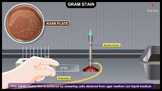 Gram Staining Procedure Animation Microbiology  Principle Procedure Interpretation [upl. by Eimaral]