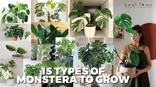 15 Types of Monstera to Grow  types of monstera plants  Leaf Town [upl. by Earahc557]