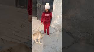 Street Dog gives voice to Tiger 🐅 😍 [upl. by Deeyn]