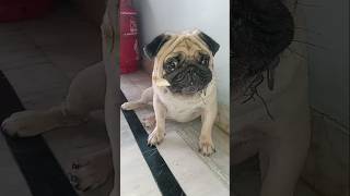 Bone🦴🦴 ni bore kottina varuku vadaladu  Hazel pug dog videos  yt shorts  DivyasreeAgrifarm [upl. by Aipmylo]