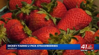 Dickey Farms in Musella opens Upick strawberry field for the season [upl. by Colton867]