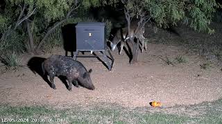 Trail Cam Photos amp Videos 113024120824  Lake Alan Henry Wildlife Cam  Texas [upl. by Nayek]