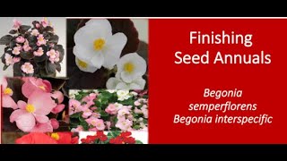 Finishing High Quality Seed Begonias ft Dr Will Healy [upl. by Valentijn]