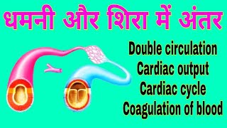 धमनी और शिरा में अंतर  Differences between Arteries and Veins  Double Circulation  Cardiac cycle [upl. by Adlaremse]