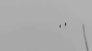 Bald eagles courtship flight display [upl. by Kcirrem926]