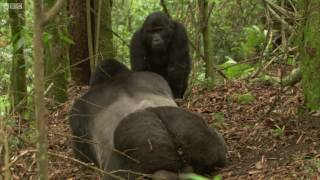 Gorilla Mating  Mountain Gorilla  BBC [upl. by Atla]