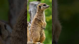 Meerkat Facts shorts [upl. by Aiuqes]