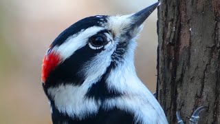 Downy woodpecker call  song  sounds  Bird [upl. by Milon]