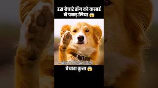 इस डॉग को कसाई ने पकड़ लिया 😱  short movie dog cartoon [upl. by Yrreiht17]