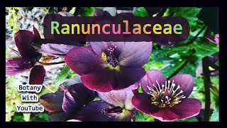 Ranunculaceae Family  floral diagram  floral formula  taxonomy and economic importance [upl. by Jacques]