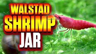 Walstad Method Shrimp Jar Aquarium Setup BeginnerFriendly [upl. by Sall]