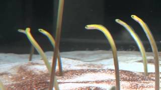 A garden eel finds a new home [upl. by Niram]