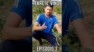 Fare il vino EPISODIO 3 tutti i passaggi per produrlo in casa short [upl. by Merriman363]