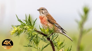 Linnet Linaria cannabina Singing birds 4K Ultra HD [upl. by Dogs889]