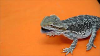 Bearded dragon Pogona vitticeps feeding האכלת חרדון מזוקן [upl. by Luiza]