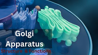 Golgi apparatus class 9 Golgi apparatus Structure and Function Biology cell biology [upl. by Radek174]