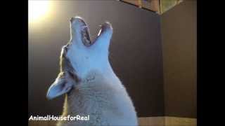 Siberian Husky Howling Compilation [upl. by Ennovahc]