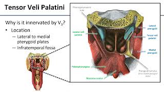 Soft Palate [upl. by Agnot]