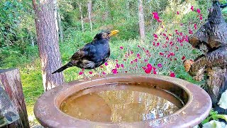 Cute birds and squirrels drink on the birdbath 💚💛🧡🩵🦜 [upl. by Asilrak]