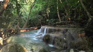 Relaxation  Bruit de leau et des animaux  Forêt tropicale 【1080p】 [upl. by Ellesij139]