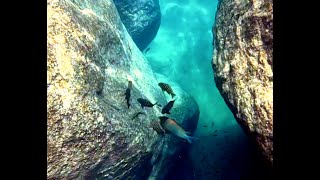 Swimming With Cichlids  Tropheus sp mpimbwe vs Petrochromis polyodon at Katondo [upl. by Sapphira]