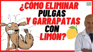 Cómo ELIMINAR PULGAS de mi PERRO y de mi CASA con LIMÓN 🟢 REPELENTE para PULGAS y GARRAPATAS casero [upl. by Reteid944]