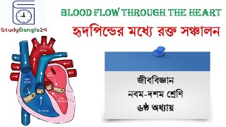 Blood Flow through the Heart  হৃদপিন্ডের মধ্যে রক্ত সঞ্চালন পদ্ধতি [upl. by Elacim]