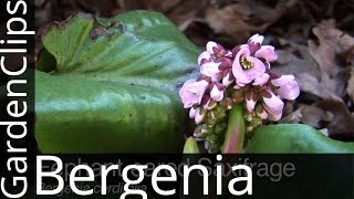 Bergenia cordifolia  Elephant Eared Saxifrage  Elephant Ears  Pig Squeak  How to grow Bergenia [upl. by Yclehc]