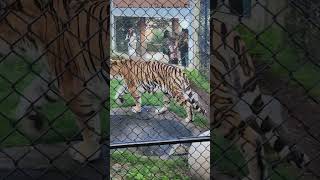 Sumatran Tiger at the Toronto Zoo [upl. by Collyer]