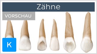 Übersicht über die Zähne Vorschau  Anatomie des Menschen  Kenhub [upl. by Ramsden646]