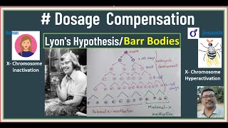 Dosage Compensation Full concept  Barr body  x Chromosome inactivation  Lyons Hypothesis [upl. by Carbone684]