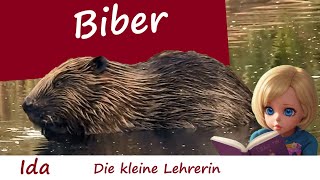 BIBER  Kinder Tierbeschreibung von Ida der kleinen Lehrerin  Tierdoku  Kurze Dokumentation [upl. by Ogilvie]