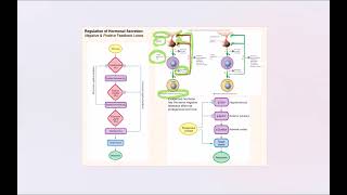 Lecture Video 7 Endocrine System [upl. by Anitnemelc]