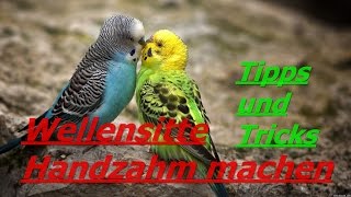 Wellensittich Handzahm machen TippsampTricks [upl. by Karame]