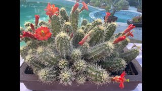 Echinocereus triglochidiatus from Southwest United States  Episode 69 [upl. by Esilenna91]