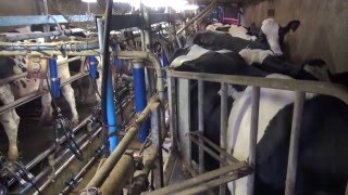 Les différents systèmes de traite des vaches laitières [upl. by Lanaj]