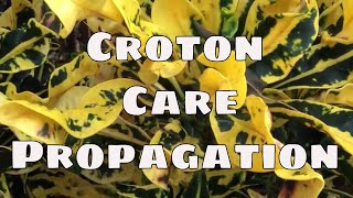 Croton Collection Plant Care Indoor Outdoor amp Propagation  How to Grow in Pots or Garden Tropical [upl. by Eecats611]