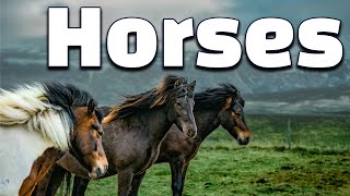 11 Amazing Facts of Horses  All about Horses for Kids [upl. by Bathsheba]