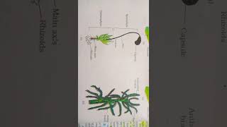 moss funeria gametophyte and sporophyte bsphagnum gametophyte neet [upl. by Krysta]