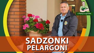 Pozyskiwanie sadzonek z pelargonii  Z PLANTĄ W OGRODZIE [upl. by Cherrita702]