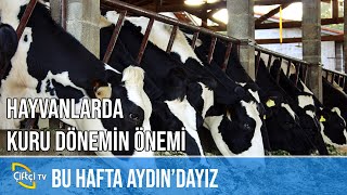 Hayvanlarda Kuru Dönemin Önemi  ÇİFTLİK KABUSLARI [upl. by Cofsky]