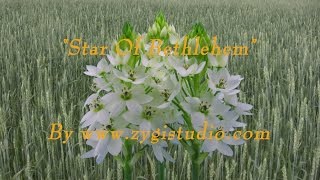 Timelapse of growing White “Star Of Bethlehem” flower [upl. by Ester]