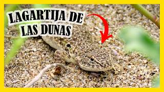 La Lagartija de la Dunas  Una especie en peligro de extinción [upl. by Ecined631]