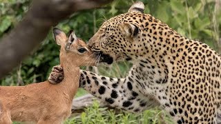 Un Leopardo ADOPTA a un Ciervo 💓 Documentales interesantes [upl. by Coulson47]