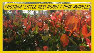 Photinia ‘Little Red Robin’‘Pink Marble’ [upl. by Geer]