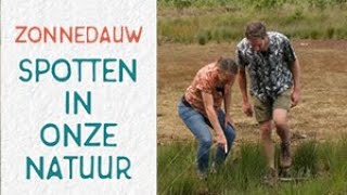 Kleine zonnedauw niet groot wel bloeddorstig [upl. by Gilberta]