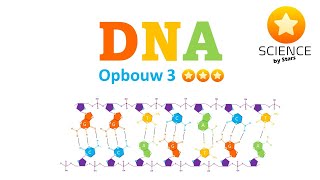 DNA 3  waterstofbruggen Hbruggen 5 en 3  antiparallele structuur en volledige DNA opbouw [upl. by Atteuqcaj]