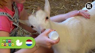 LENTE  Kinderliedjes  Boerderij  Minidisco [upl. by Enrika]